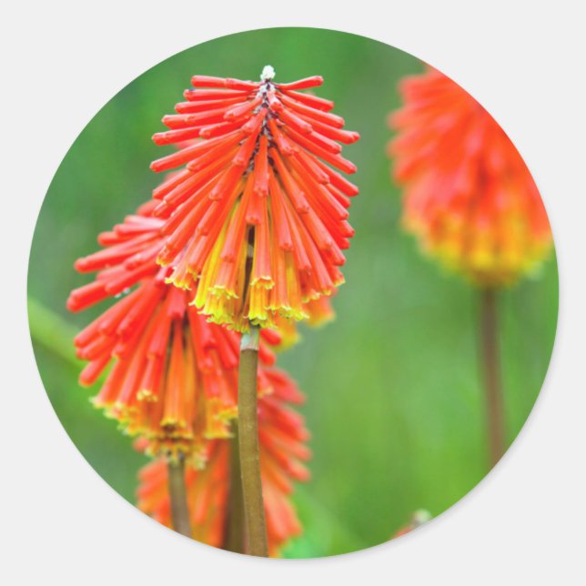 Adesivo Lírio Tocha (Kniphofia Uvaria), Cabo Ocidental (Frente)