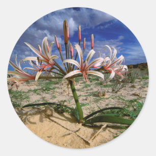 Adesivo Lírio Vlei (Nerine Laticoma) em Flor