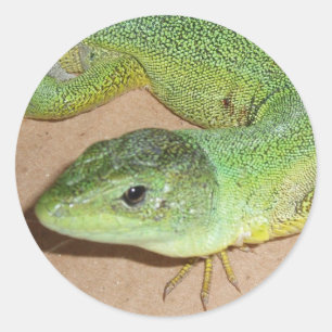 Adesivo Lizard Sticker