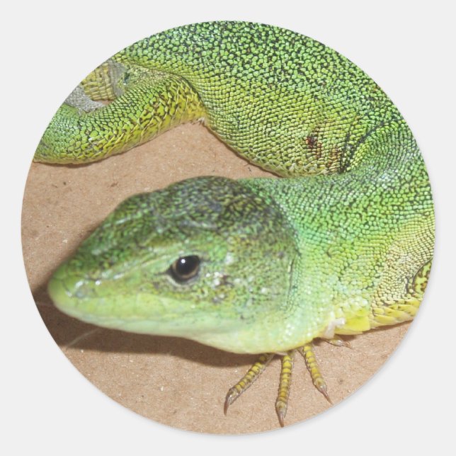 Adesivo Lizard Sticker (Frente)