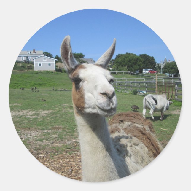 Adesivo Llama (Frente)