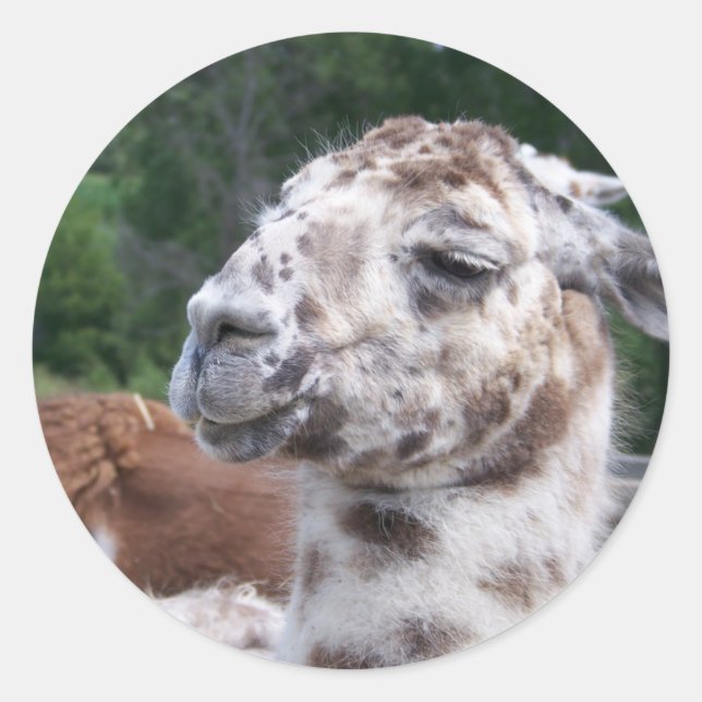 ADESIVO LLAMA STICKER (Frente)