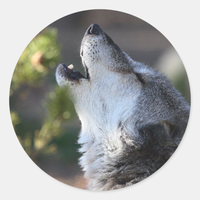 Adesivo lobo (Frente)