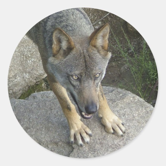 Adesivo Lobo-cinza europeu (Frente)