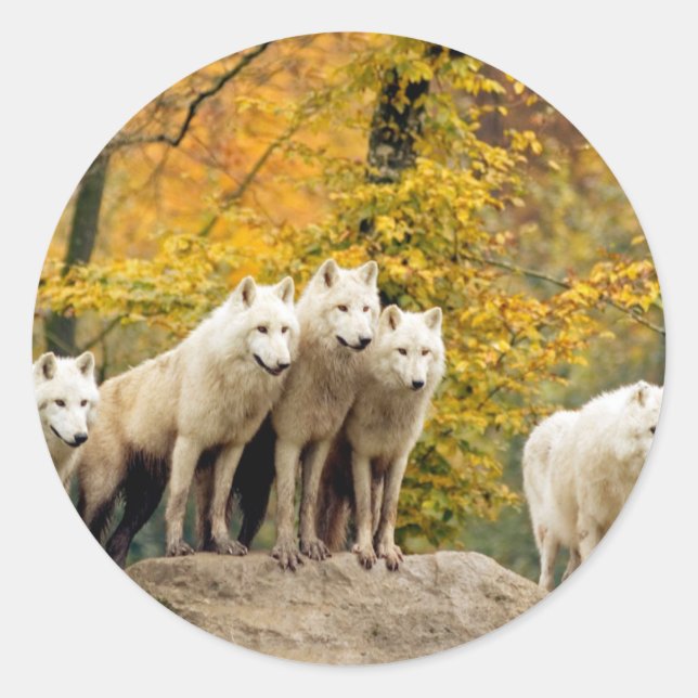 Adesivo Lobos Brancos do Alasca na floresta (Frente)