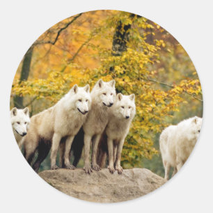 Adesivo Lobos Brancos do Alasca na floresta