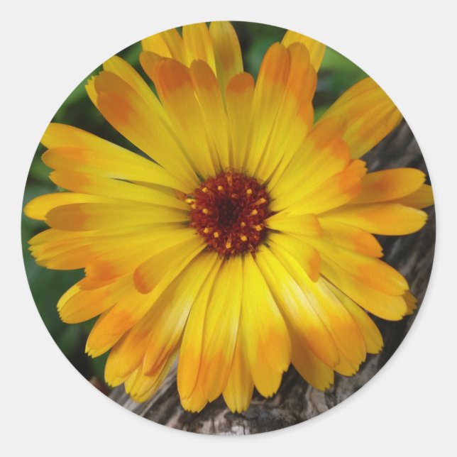 Adesivo log marigold on (Frente)
