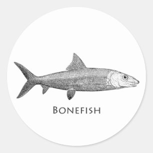 Adesivo Logotipo do Bonefish