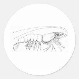 Adesivo Logotipo do Shrimp