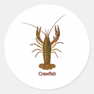 Adesivo Logotipo dos lagostins