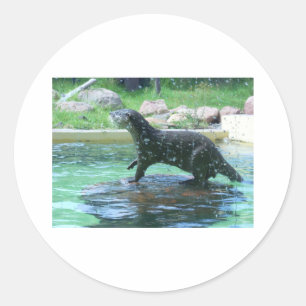 Adesivo Lontra