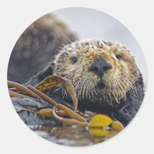 Adesivo Lontra de mar de Califórnia