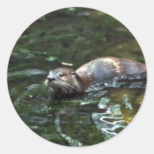 Adesivo Lontra de rio
