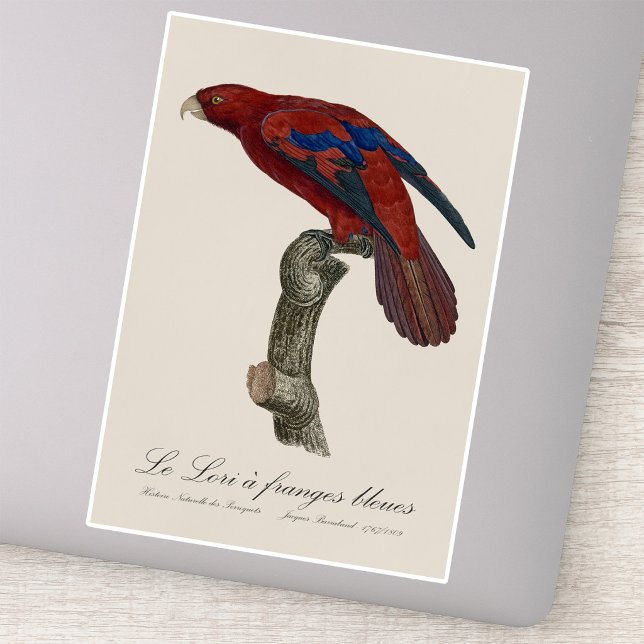 Adesivo Lório-de-cauda-vermelha, Trichoglossus borneus (Long-Tailed Red Lory, Trichoglossus borneus. Sticker)
