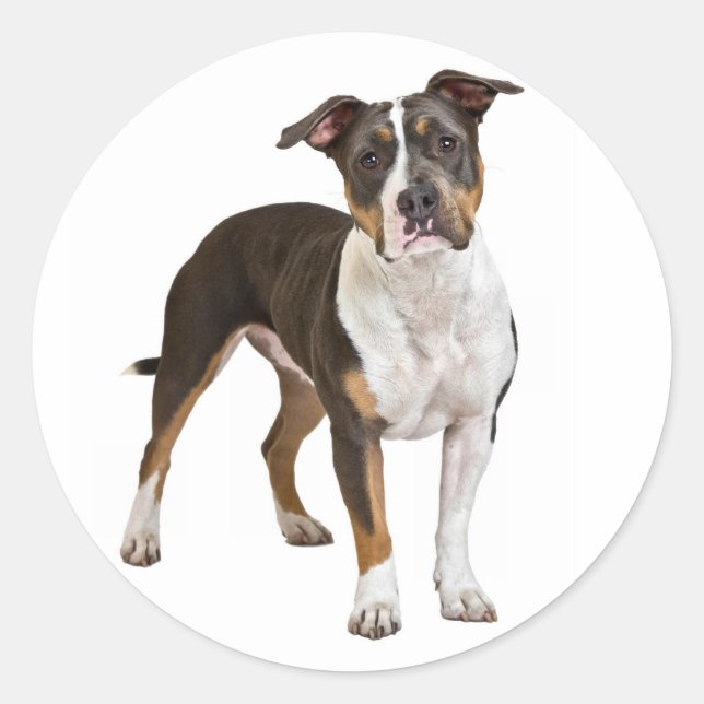 Adesivo Love American Staffordshire Terrier Dog Sticker (Frente)
