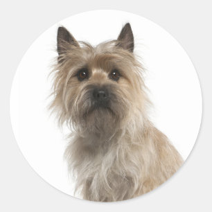 Adesivo Love Cairn Terrier Puppy Dog Saudação Stickers