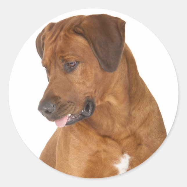 Adesivo Love Ridgeback Ridgeback Puppy Dog Stickers (Frente)