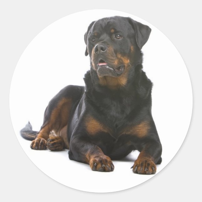 Adesivo Love Rottweiler Puppy Dog Sticker / Seal (Frente)