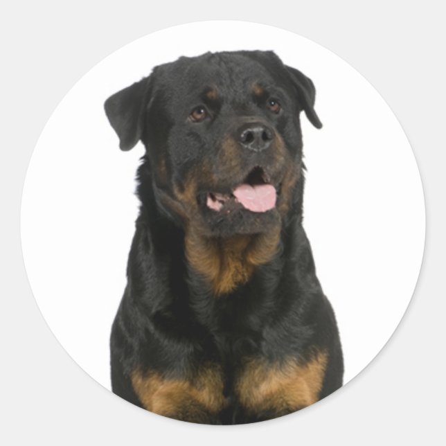 Adesivo Love Rottweiler Puppy Dog Sticker / Seal (Frente)