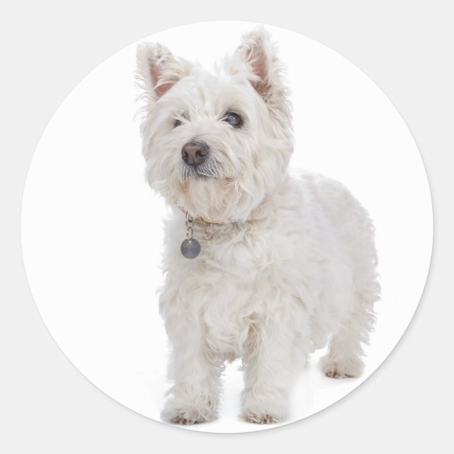Adesivo Love West Highland Terrier Puppy Dog Sticker Seal (Frente)