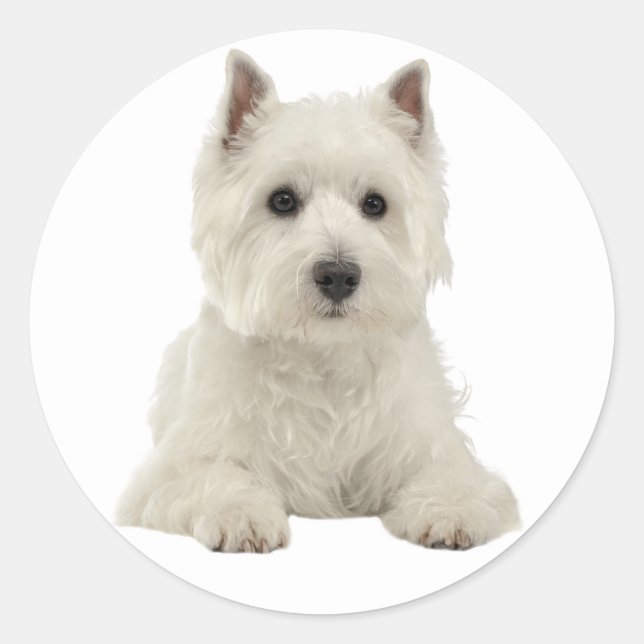 Adesivo Love West Highland Terrier White Puppy Dog (Frente)