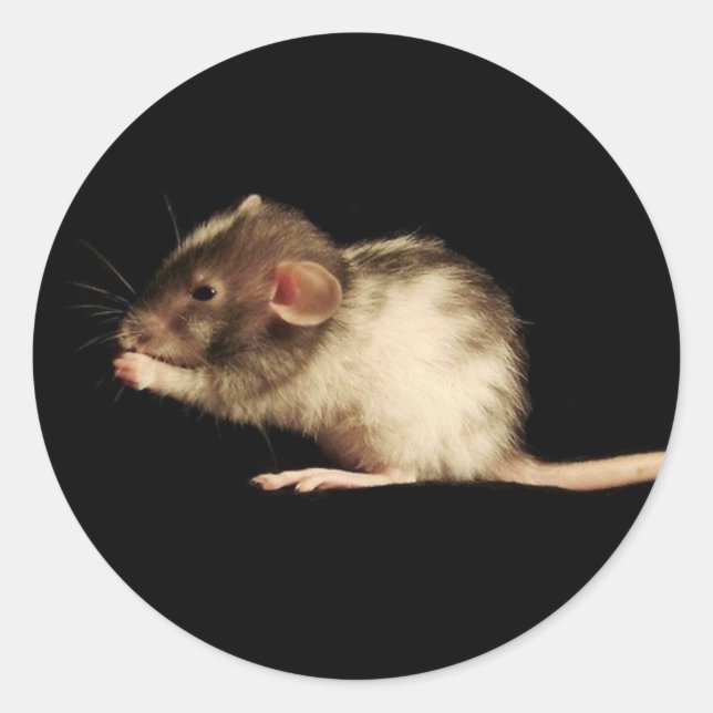 Adesivo lucidez (Frente)