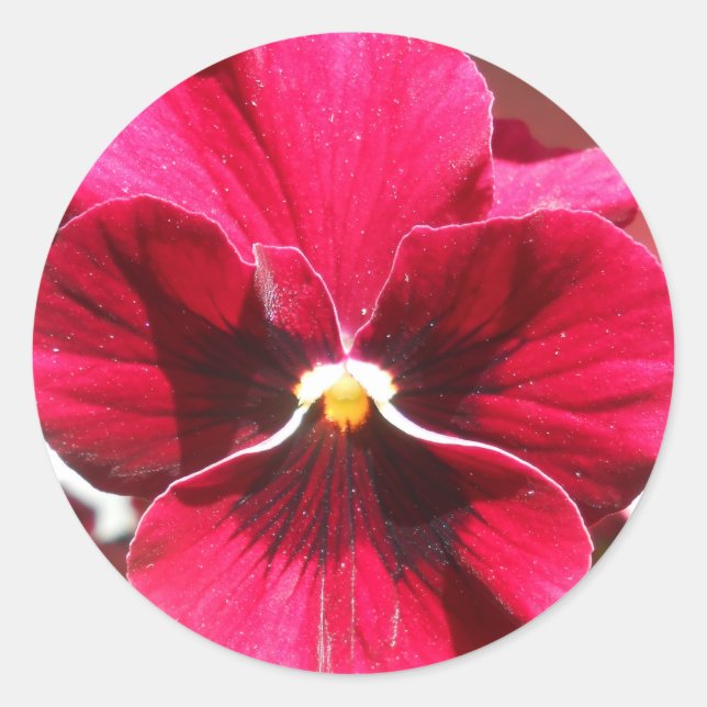 Adesivo Lucrezia (Frente)