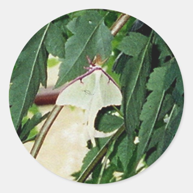 Adesivo Luna Moth (Frente)