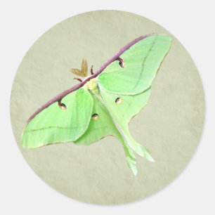 Adesivo Luna Moth Sticker