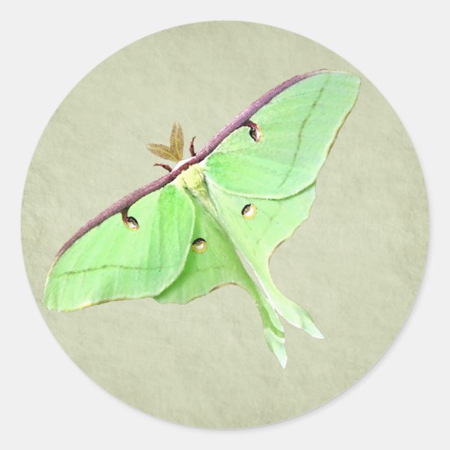 Adesivo Luna Moth Sticker (Frente)