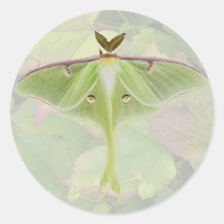 Adesivo Luna Moth Stickers