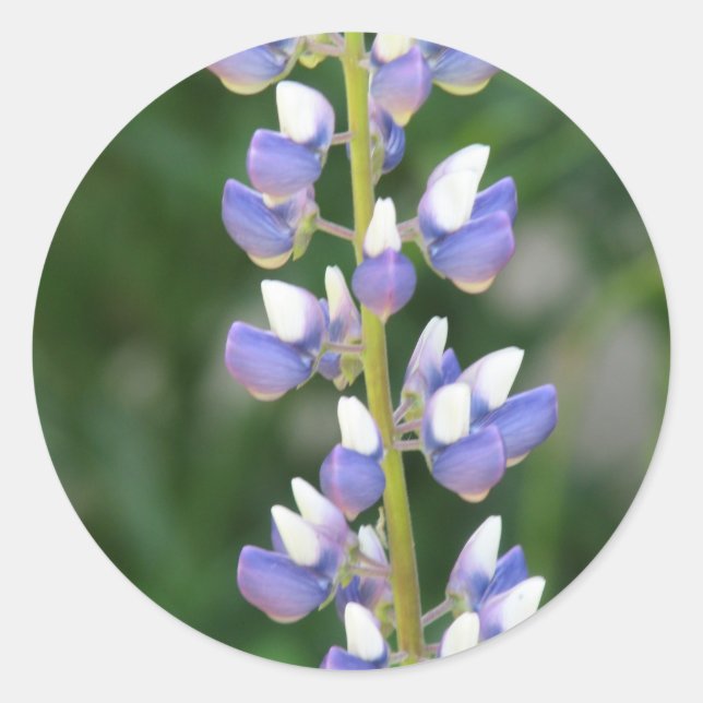 Adesivo Lupine Sticker (Frente)