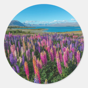 Adesivo Lupines de Russle no lago Tekapo   Nova Zelândia