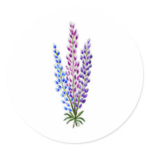 Lupinos da Nova Escócia