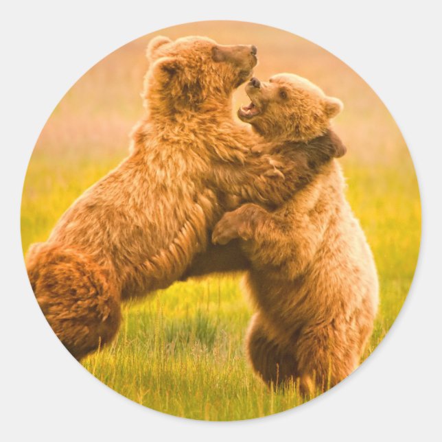 Adesivo Luta de Ursos Grizzly (Frente)