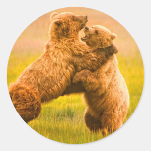 Adesivo Luta dos ursos de urso