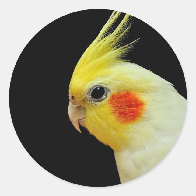 Adesivo Lutino Cockatiel (Frente)