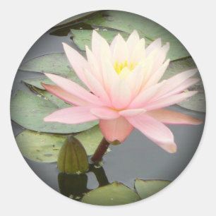 Adesivo Luz - o lírio de água cor-de-rosa desvanece-se
