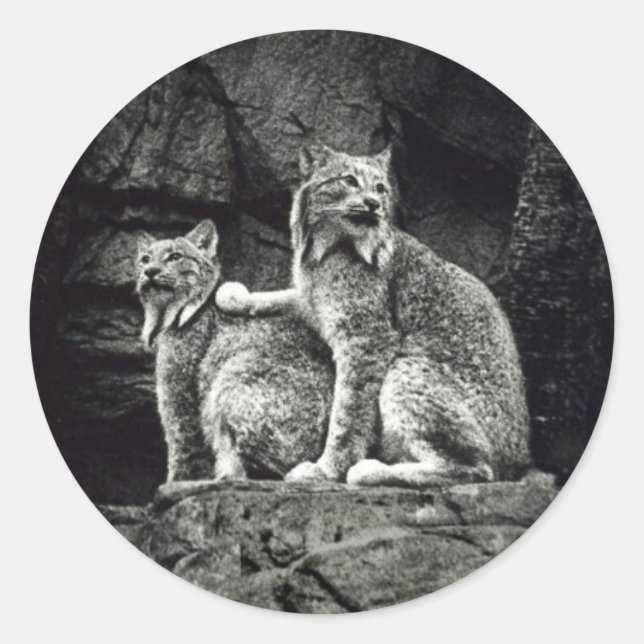 Adesivo Lynx (Frente)