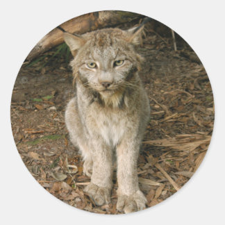 Adesivo Lynx canadense 0173