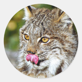 Adesivo Lynx canadense - Licenciando suas costeletas