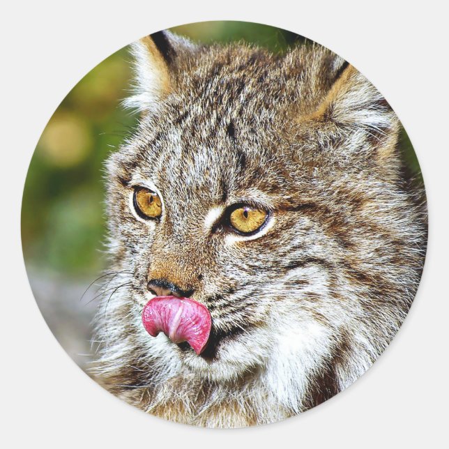 Adesivo Lynx canadense - Licenciando suas costeletas (Frente)