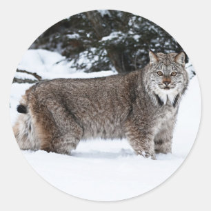 Adesivo Lynx canadense na neve