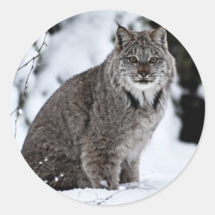 Adesivo Lynx canadense na neve