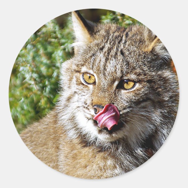 Adesivo Lynx canadense - Tudo em (Frente)
