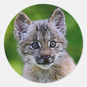 Adesivo Lynx Kitten canadense