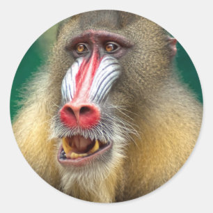 Adesivo Macaco