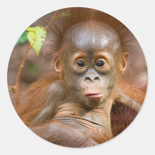 Adesivo Macaco 3 (Frente)