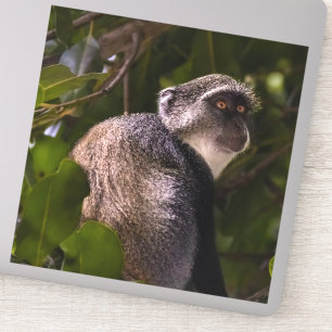 Adesivo Macaco azul, Zanzibar
