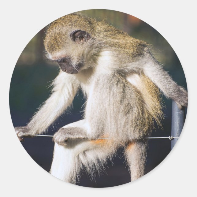 Adesivo Macaco de Contemplação (Frente)